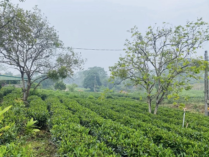 Phú Lương là làng chè nổi tiếng Thái Nguyên cảnh đẹp nguyên sơ