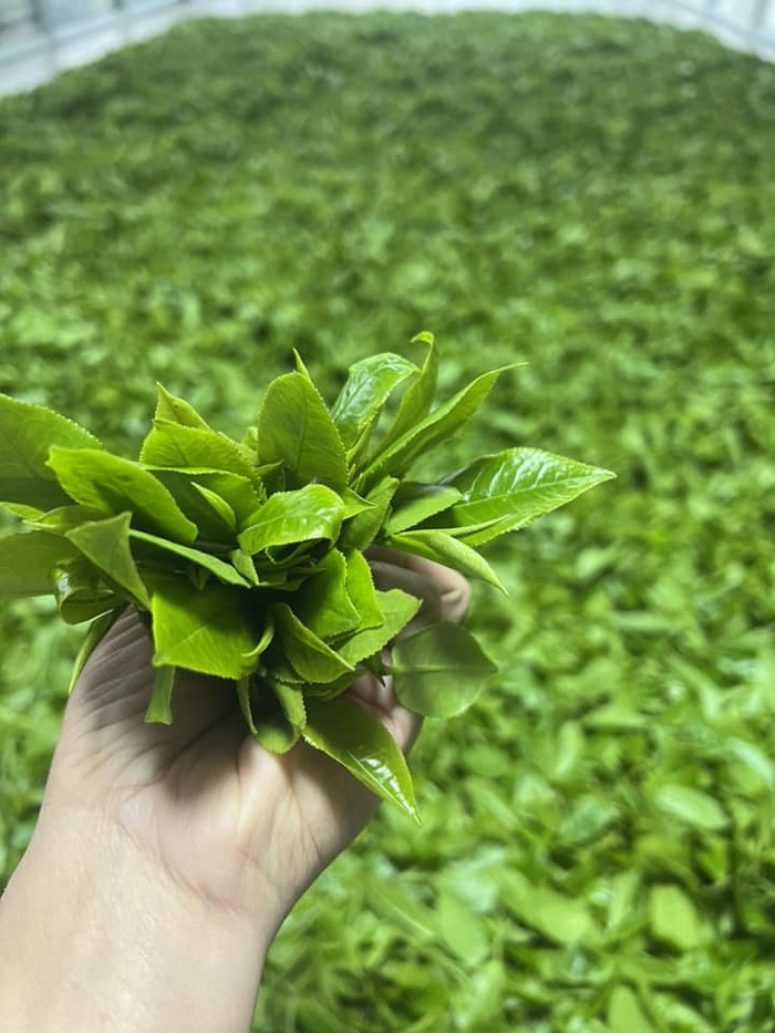 Trại Cài là làng chè nổi tiếng Thái Nguyên được đánh giá cao về chất lượng