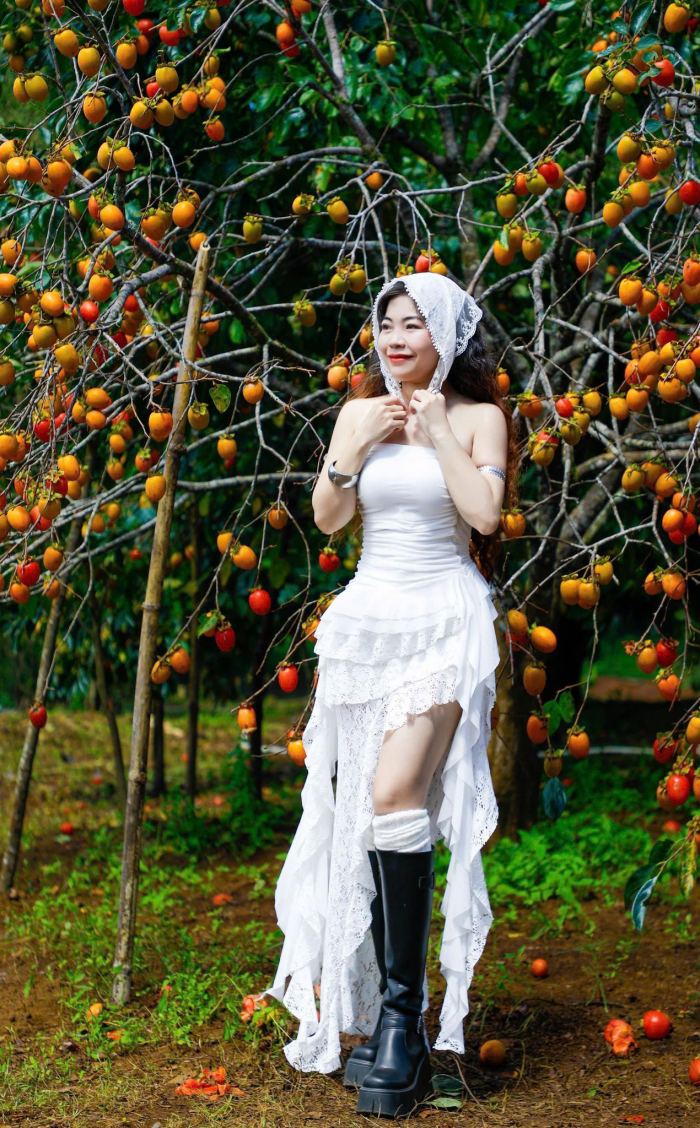 Mùa hồng chín ở Măng Đen Chụp ảnh