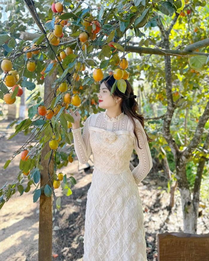 Mùa hồng chín ở Măng Đen sóc coffee