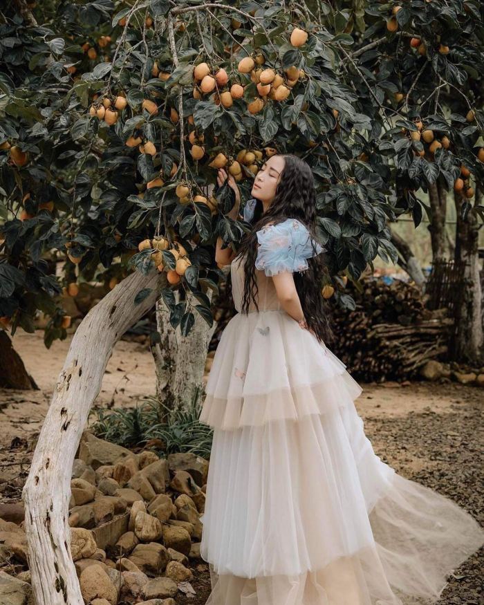 Mùa hồng chín ở Măng Đen st