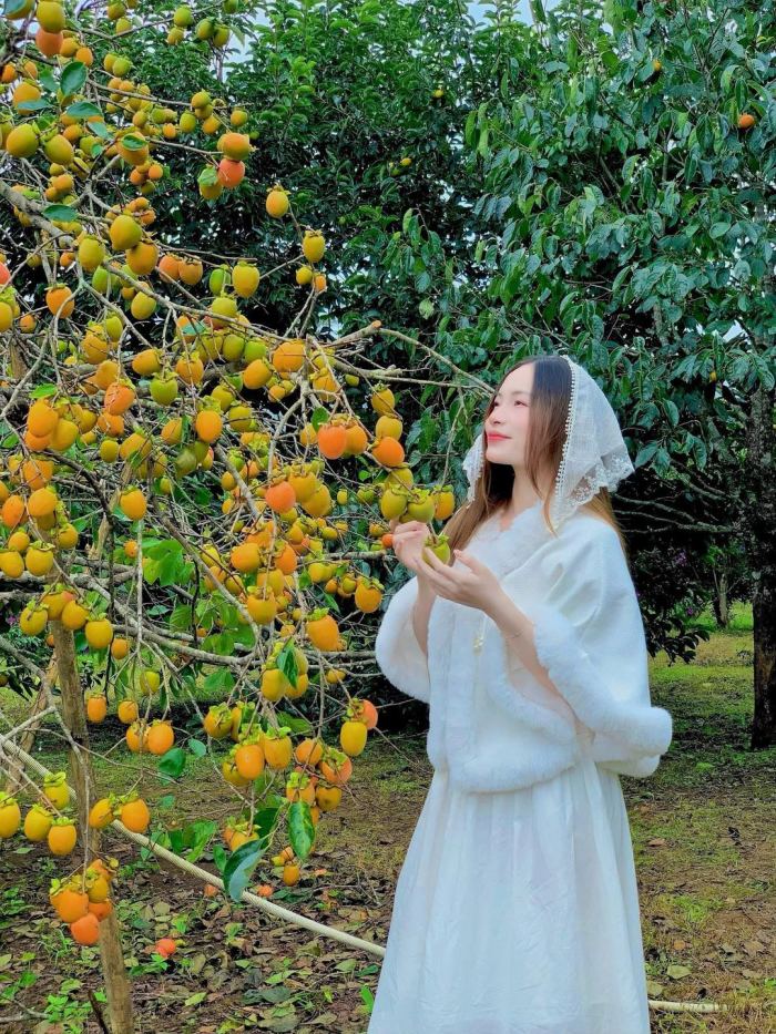 Mùa hồng chín ở Măng Đen vẻ đẹp