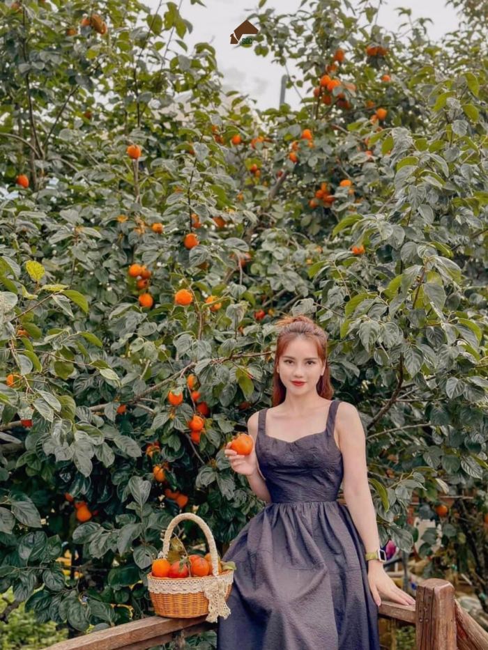 Mùa hồng chín ở Măng Đen tháng mấy