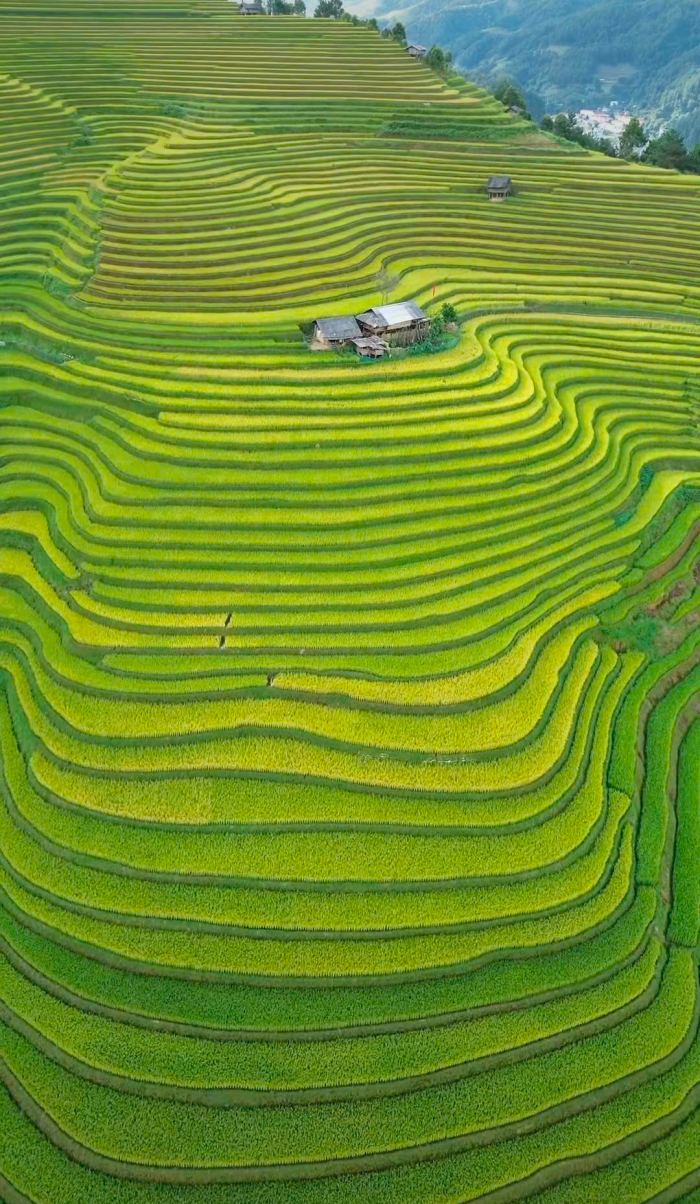  mùa vàng Háng Đăng Dê Mù Cang Chải 