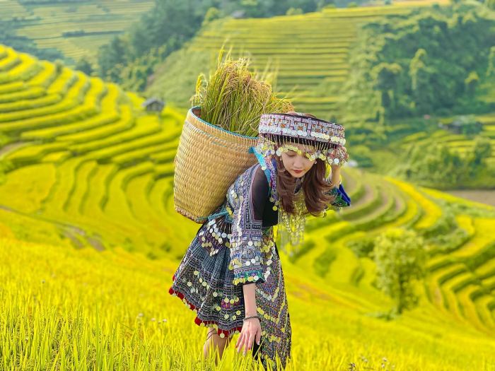 thời gian mùa vàng Háng Đăng Dê Mù Cang Chải bắt đầu