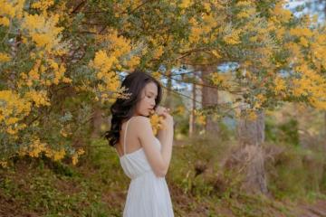 Mùa hoa mimosa Đà Lạt gọi thu về trên xứ cao nguyên