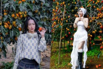 Mùa hồng chín ở Măng Đen: giấc mơ ngày thu dịu dàng và đầy thi vị