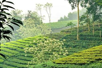 Khám phá những làng chè nổi tiếng Thái Nguyên, ngắm sắc xanh của thủ phủ chè Bắc Bộ 