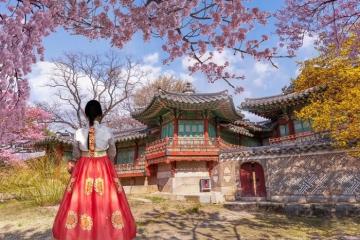 Du lịch Hàn Quốc mùa xuân có gì? Ngắm hoa và khám phá lễ hội