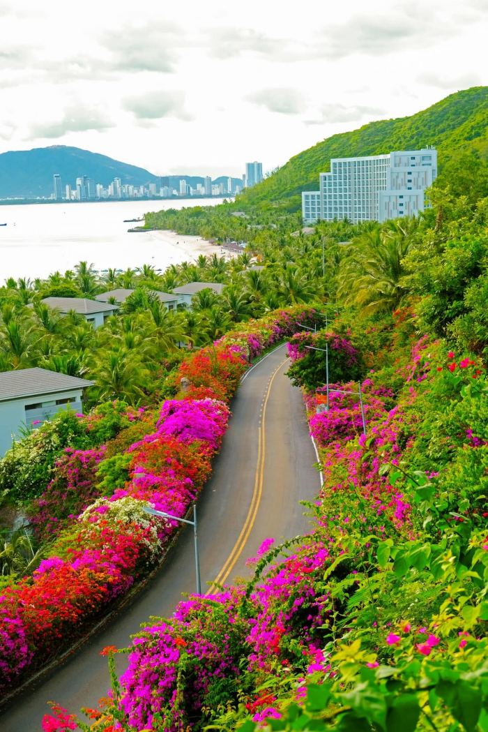 cung đường hoa giấy đẹp ở Nha Trang cung đường hoa giấy đẹp ở Nha Trang