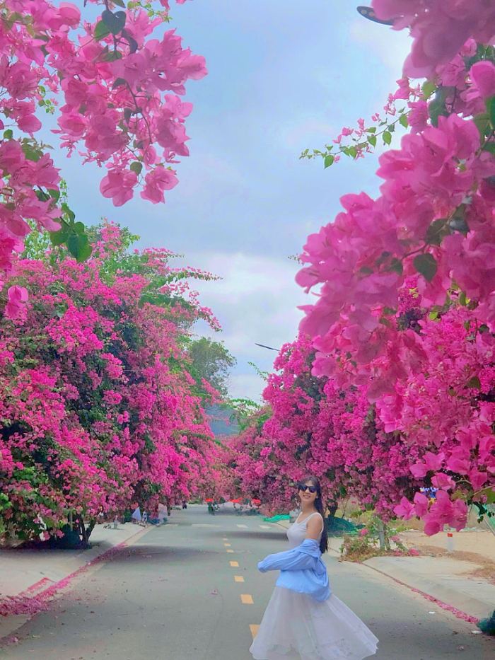 cung đường hoa giấy đẹp ở Nha Trang cung đường hoa giấy đẹp ở Nha Trang