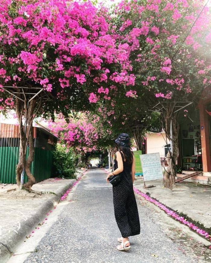 cung đường hoa giấy đẹp ở Nha Trang cung đường hoa giấy đẹp ở Nha Trang