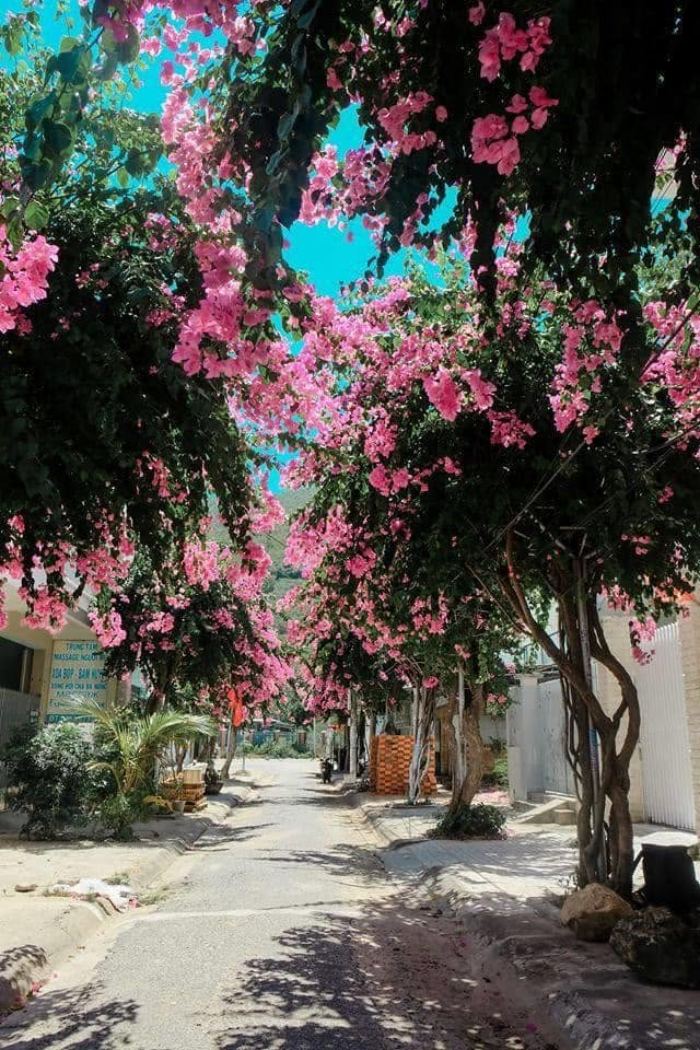 cung đường hoa giấy đẹp ở Nha Trang cung đường hoa giấy đẹp ở Nha Trang