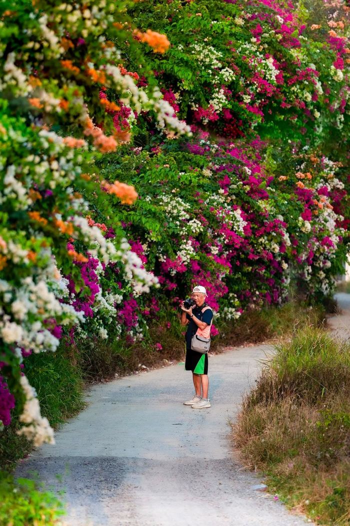 cung đường hoa giấy đẹp ở Nha Trang cung đường hoa giấy đẹp ở Nha Trang