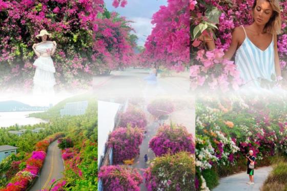 Những cung đường hoa giấy đẹp ở Nha Trang khiến dân mê 'chụp choẹt' phải thổn thức