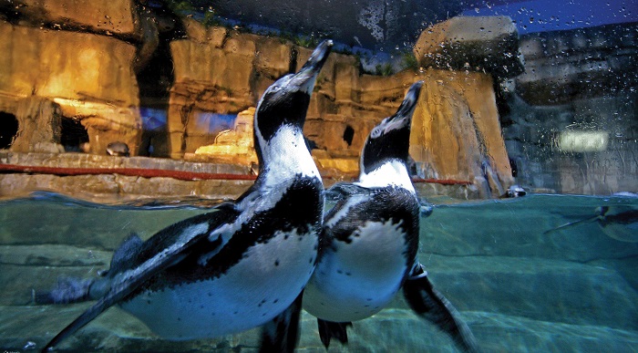 Dubai Aquarium & Underwater Zoo tham quan