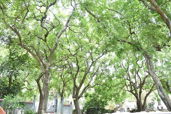 đền Cô Chín Suối Rồng - rặng thị