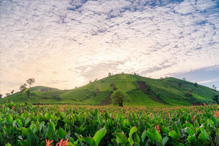 khung cảnh Mùa hoa dong riềng ở Chư Đăng Ya 