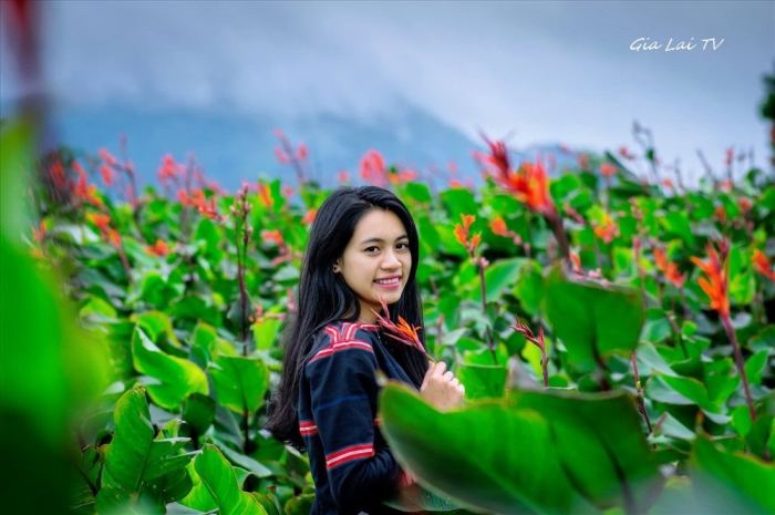 Mùa hoa dong riềng ở Chư Đăng Ya