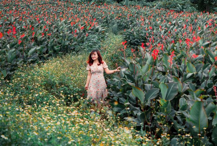 ngắm Mùa hoa dong riềng ở Chư Đăng Ya 