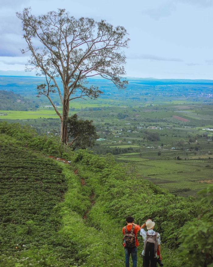 đường đến Mùa hoa dong riềng ở Chư Đăng Ya 