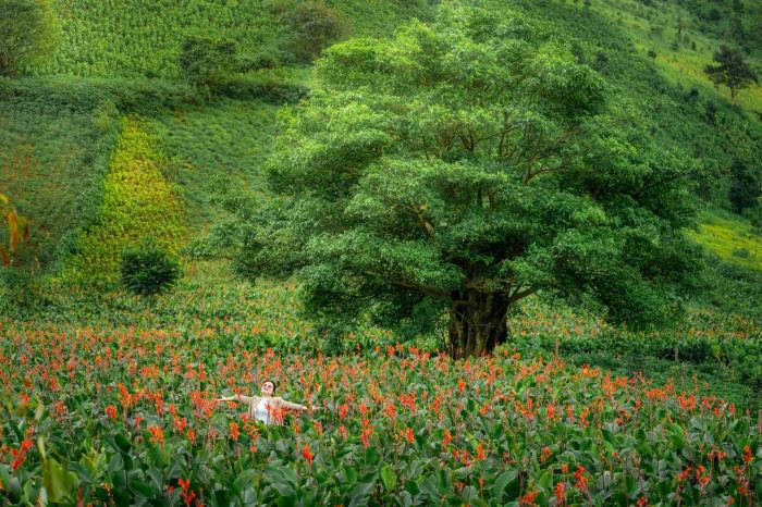 khung cảnh Mùa hoa dong riềng ở Chư Đăng Ya 