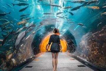 Khám phá Dubai Aquarium & Underwater Zoo - Thủy cung lớn nhất thế giới ở Dubai