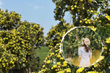 Vườn hoa xương rồng cổ Mộc Châu đẹp tựa bối cảnh phim ngôn tình 