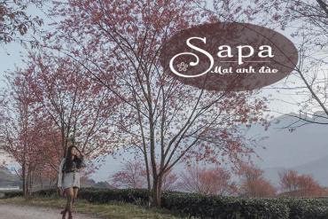 Tháng 12 này về Sapa ngắm hoa mai anh đào nở