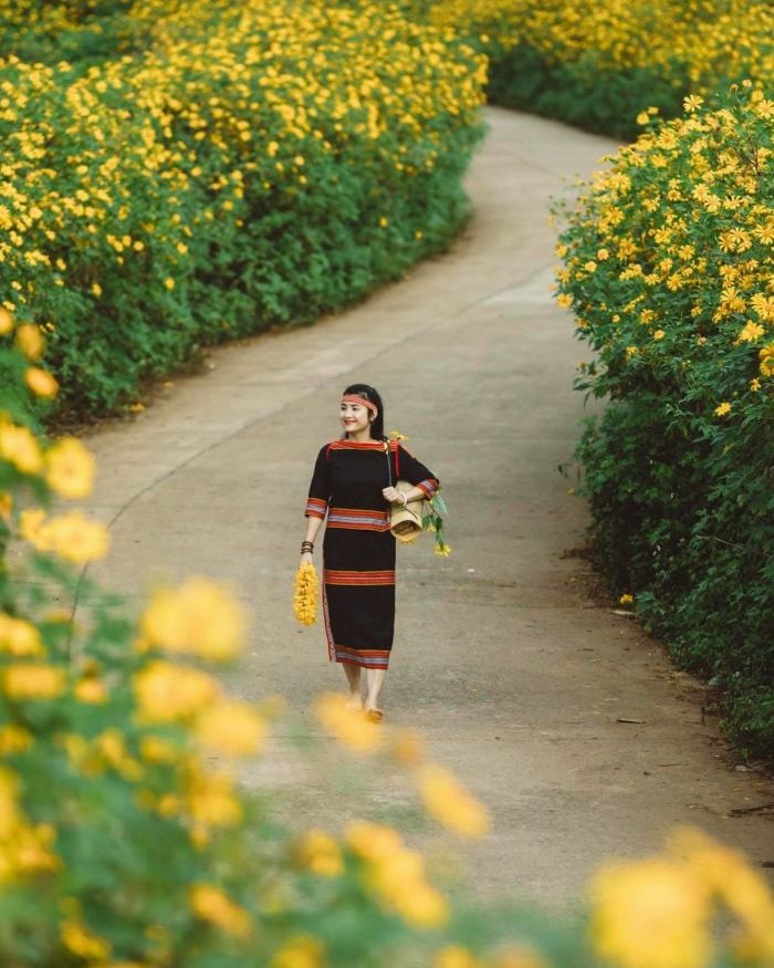 mùa hoa dã quỳ ở Chư Đăng Ya đường lên núi lửa