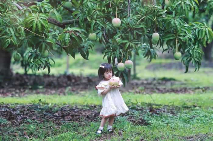 rừng tràm Cam Lâm gần vườn xoài