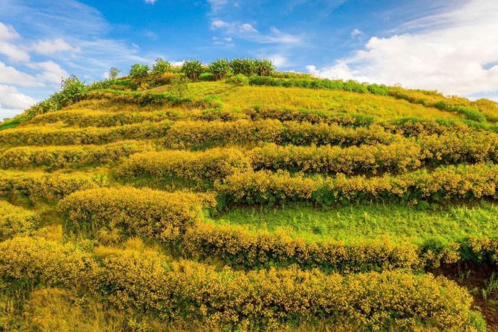 thời gian mùa hoa dã quỳ ở Chư Đăng Ya nở