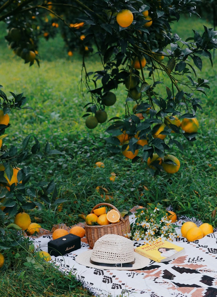 Bản Mộc Farm Mộc Châu ở đâu?