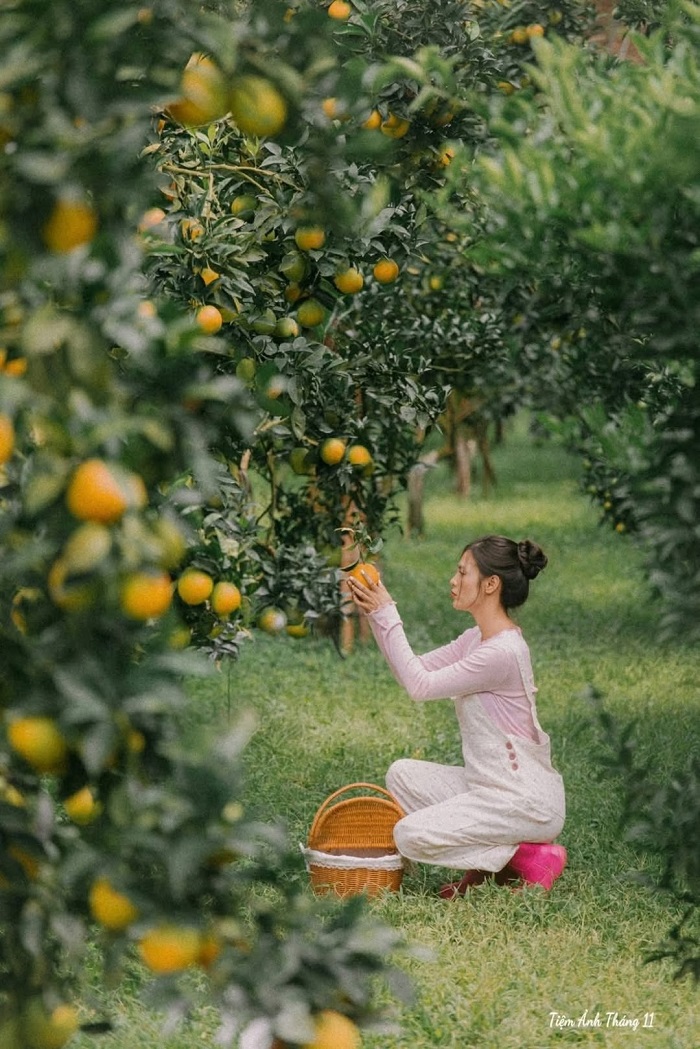 Bản Mộc Farm Mộc Châu đẹp nức nở