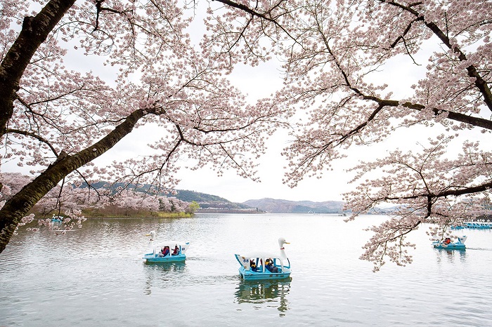 cách đi từ Busan đến Gyeongju - hồ Bomun