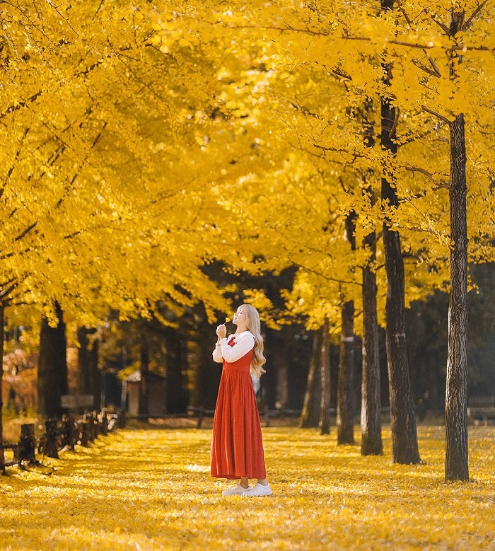 Nami là điểm đến đẹp ở Bắc Á với mùa thu đầy lãng mạn