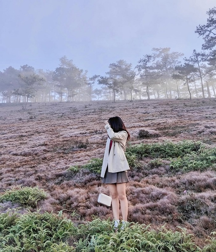 Đồi cỏ hồng Đà Lạt là một trong những đồi cỏ đẹp nhất miền Trung