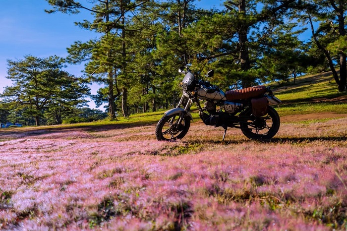 Đồi cỏ hồng Đà Lạt là một trong những đồi cỏ đẹp nhất miền Trung cảnh sắc lãng mạn