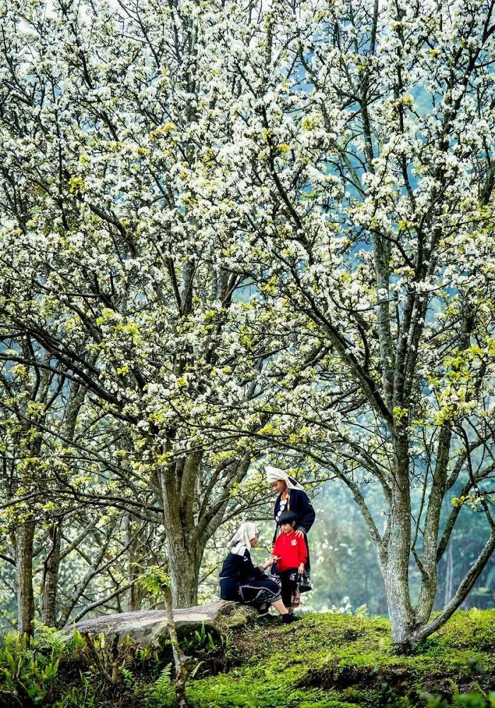 Farmstay Lê Tuyên Quang nằm giữa những rừng hoa lê