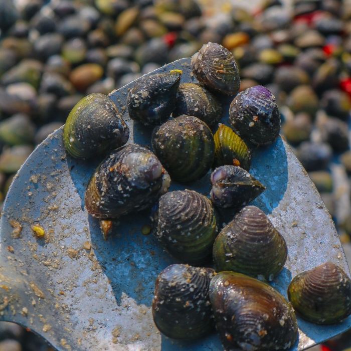 Món ngon ở Tri Tôn An Giang hến phơi 