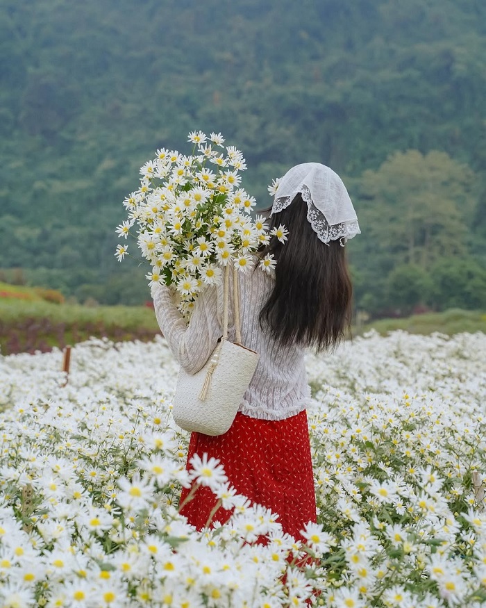 Cúc họa mi là mùa hoa đẹp miền Bắc dịp cuối năm đầy chất thơ