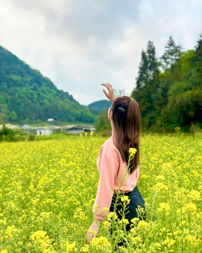 Hoa cải là mùa hoa đẹp miền Bắc dịp cuối năm vô cùng ngọt ngào