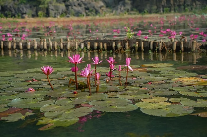 mùa hoa súng ở Ninh Bình - đầm súng