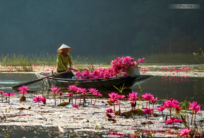 mùa hoa súng ở Ninh Bình - đi lại