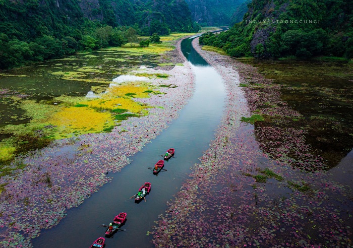 mùa hoa súng ở Ninh Bình - Tam Cốc