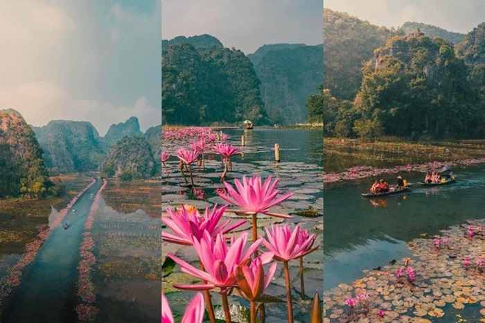 mùa hoa súng ở Ninh Bình - Tam Cốc