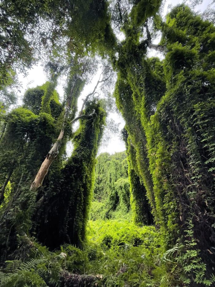 rừng tràm Cam Lâm khung cảnh