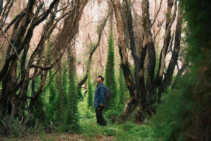 rừng tràm Cam Lâm