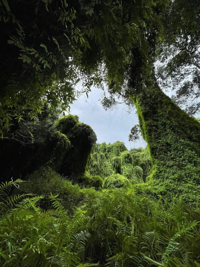 rừng tràm Cam Lâm  xanh mướt 