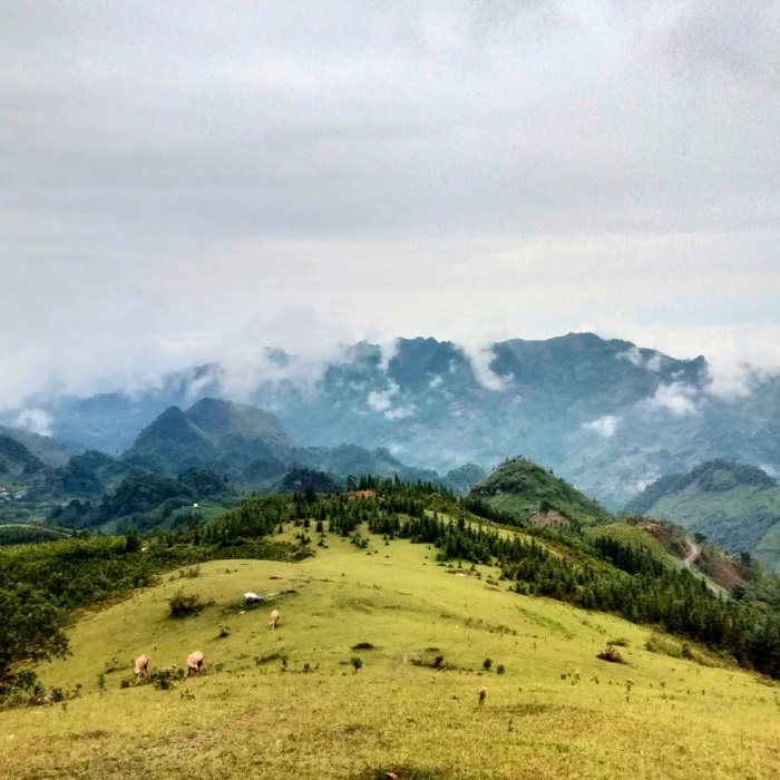 Thảo nguyên Cốc Sâm Bắc Hà như bước ra từ phim